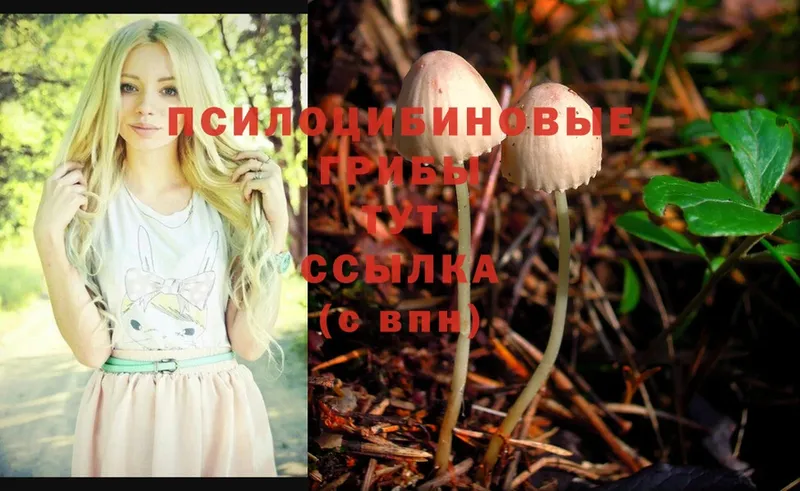 дарк нет клад  Моздок  Псилоцибиновые грибы Psilocybe 